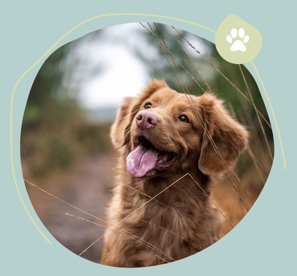 ALL CRITTERS PET BOARDING SERVICE Updated September 2024 8005 S Race Track Rd, Tampa