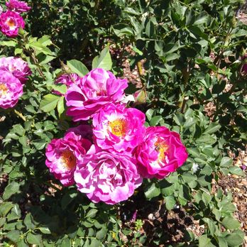 Rose Garden - Botanical Gardens Near Me - El Paso, Texas