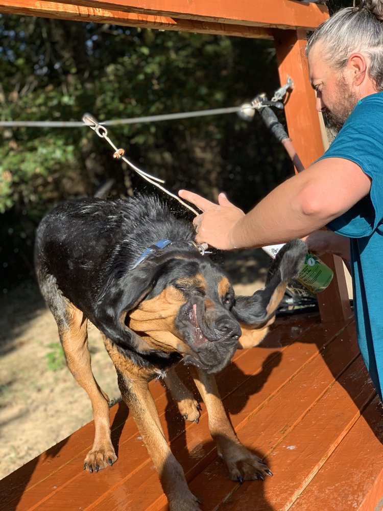 BLACK RIVER KENNELS Updated March 2024 14 Photos 292 Collins Rd