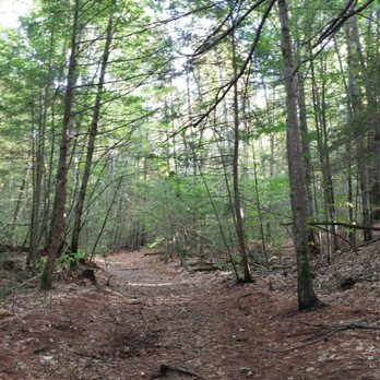 Rines Forest - More forest! - Parks Near Me - Cumberland, Maine