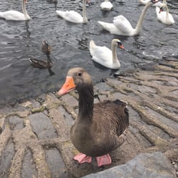 Hillsborough Forest Park - Lots of friendly ducks
