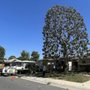 Photo of Vazquez tree service