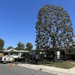 Vazquez tree service