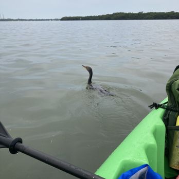 Capt Yak - Cormorant that went with us for a while - Rafting/Kayaking Near Me - Tierra Verde, Florida Capt Yak - Cormorant that went with us for a while - Rafting/Kayaking Near Me - Tierra Verde, Florida