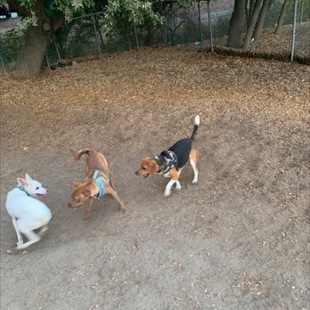 Heather Farm Dog Park - Puppy being socialize with other dogs - Dog Parks Near Me - Walnut Creek, California