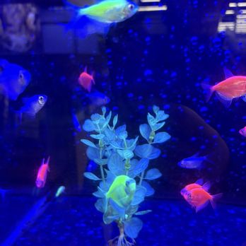 Petco - Pet Stores Near Me - Tacoma, Washington Petco - Pet Stores Near Me - Tacoma, Washington