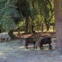 Photo of Wildwood Farm Bed & Breakfast