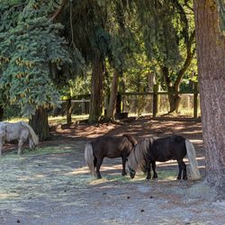 Wildwood Farm Bed & Breakfast