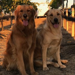2156 Estate Vineyard - Love our Vineyard Dogs