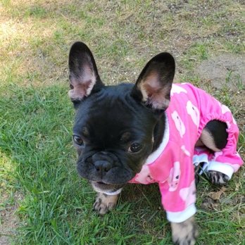 Hamilton Veterinary Clinic PC - My name is  Scarlet I'm a 10 week old Frenchie - Veterinarians Near Me - Hamilton, Michigan