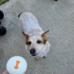 Dog cupcake Dog cupcake