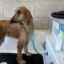 Dog bathing station.