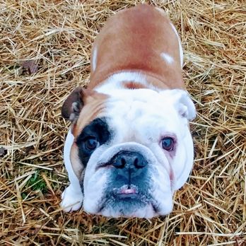 Red Maple Dog Care and Training - Daisy! - Pet Training Near Me - Spencer, New York Red Maple Dog Care and Training - Daisy! - Pet Training Near Me - Spencer, New York
