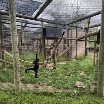 Nova Wild - Maverick (black capuchin) doing somersaults! - Petting Zoos Near Me - Vienna, Virginia Nova Wild - Maverick (black capuchin) doing somersaults! - Petting Zoos Near Me - Vienna, Virginia
