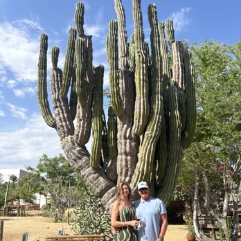 Metate - Mui grande cactus - Mexican Near Me - Cabo San Lucas, BCS