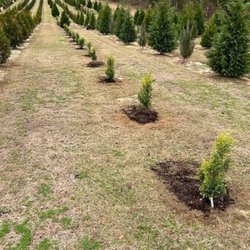 Southern Hollow Christmas Tree Farm - Trees were planted!!! Can't wait for Christmas