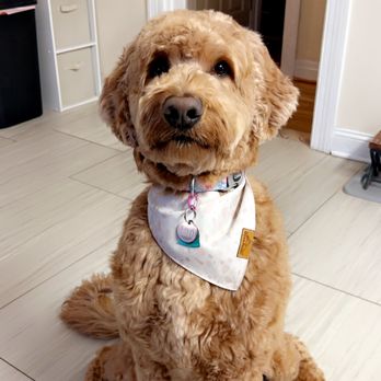 Absolutely Paws-itive - Pet Groomers Near Me - Lexington, Kentucky Absolutely Paws-itive - Pet Groomers Near Me - Lexington, Kentucky