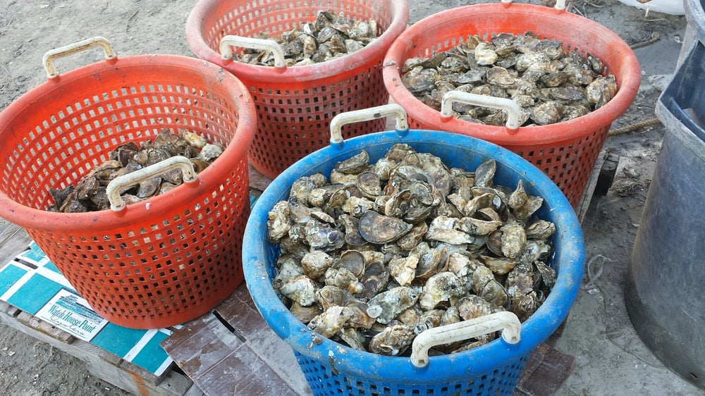 MOBJACK BAY SEAFOOD Updated September 2024 24 Photos 6578 Ware