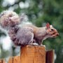 Photo of Charlotte Wildlife Removal