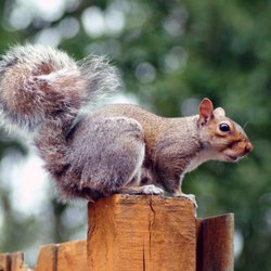 Charlotte Wildlife Removal