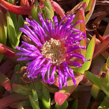 Beachcomber Motel - All the flowers were in bloom. This is ice plant. We went in the end of March. - Hotels Near Me - Fort Bragg, California