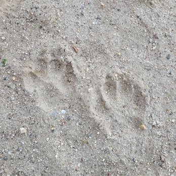 Foote Road Recreation Complex - What kind of footprints? - Basketball Courts Near Me - Burlington, Connecticut Foote Road Recreation Complex - What kind of footprints? - Basketball Courts Near Me - Burlington, Connecticut