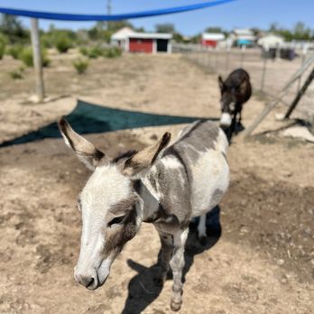 Lazy Moon Ranch - Donkeys - Ranches Near Me - Augusta, Kansas Lazy Moon Ranch - Donkeys - Ranches Near Me - Augusta, Kansas