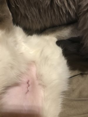 AMERICAN VETERINARY HOSPITAL 201 Greenhorn Rd, Yreka, California