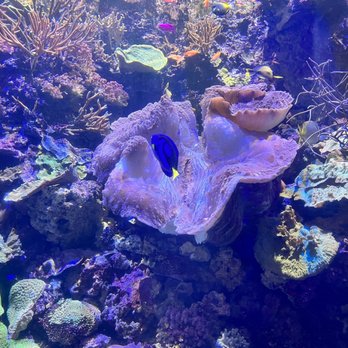 Shedd Aquarium - Clam - Aquariums Near Me - Chicago, Illinois