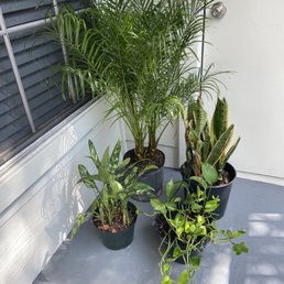 Miniature date palm, golden pathos, Chinese evergreen, mother in law's tongue