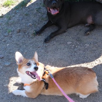 Affordable Dog Training & Anti-Aggression - Pet Training Near Me