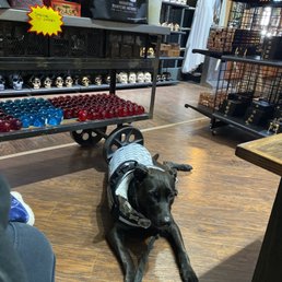 Good dog friendly! Good dog friendly!