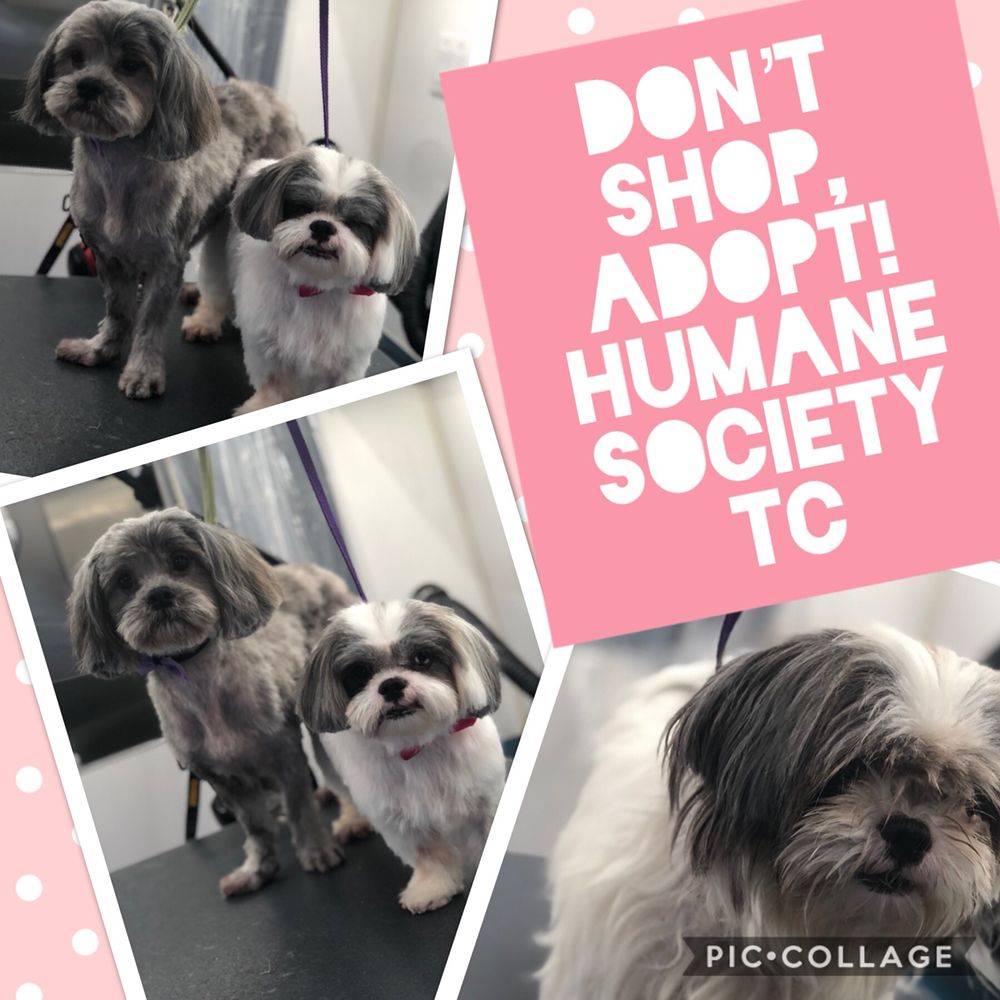 JUNGLE PET SPA FL MOBILE GROOMING 58 Photos & 10 Reviews Pet Groomers Port St Lucie, FL