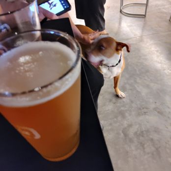 Nurvis Purvis Brewery - Dog eyeing my beer! - Brewpubs Near Me - Carlsbad, New Mexico Nurvis Purvis Brewery - Dog eyeing my beer! - Brewpubs Near Me - Carlsbad, New Mexico