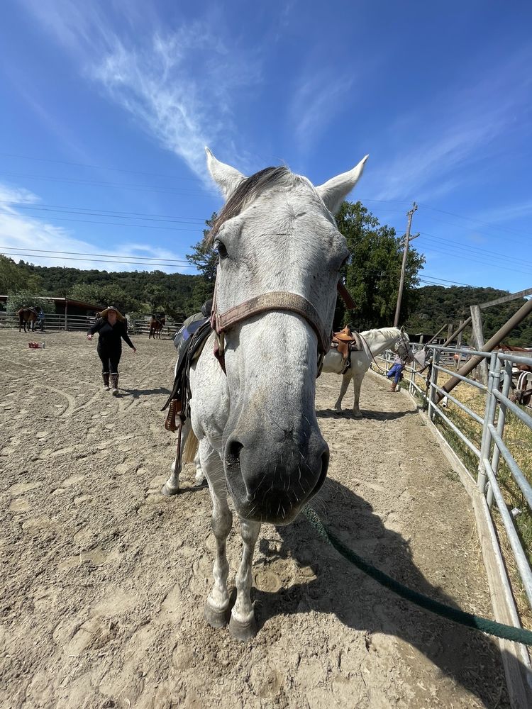 Webb Ranch - equestrian in Portola Valley, CA