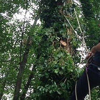 Andrew's Tree Service - Tree Services Near Me