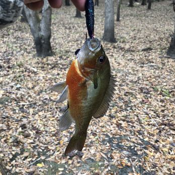 Alafia River State Park - Beautiful Redbreast Sunfish. - Hiking Near Me - Lithia, Florida
