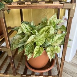 Suburban Plants - My newest purchase! They offer a wide variety of Pothos plants.