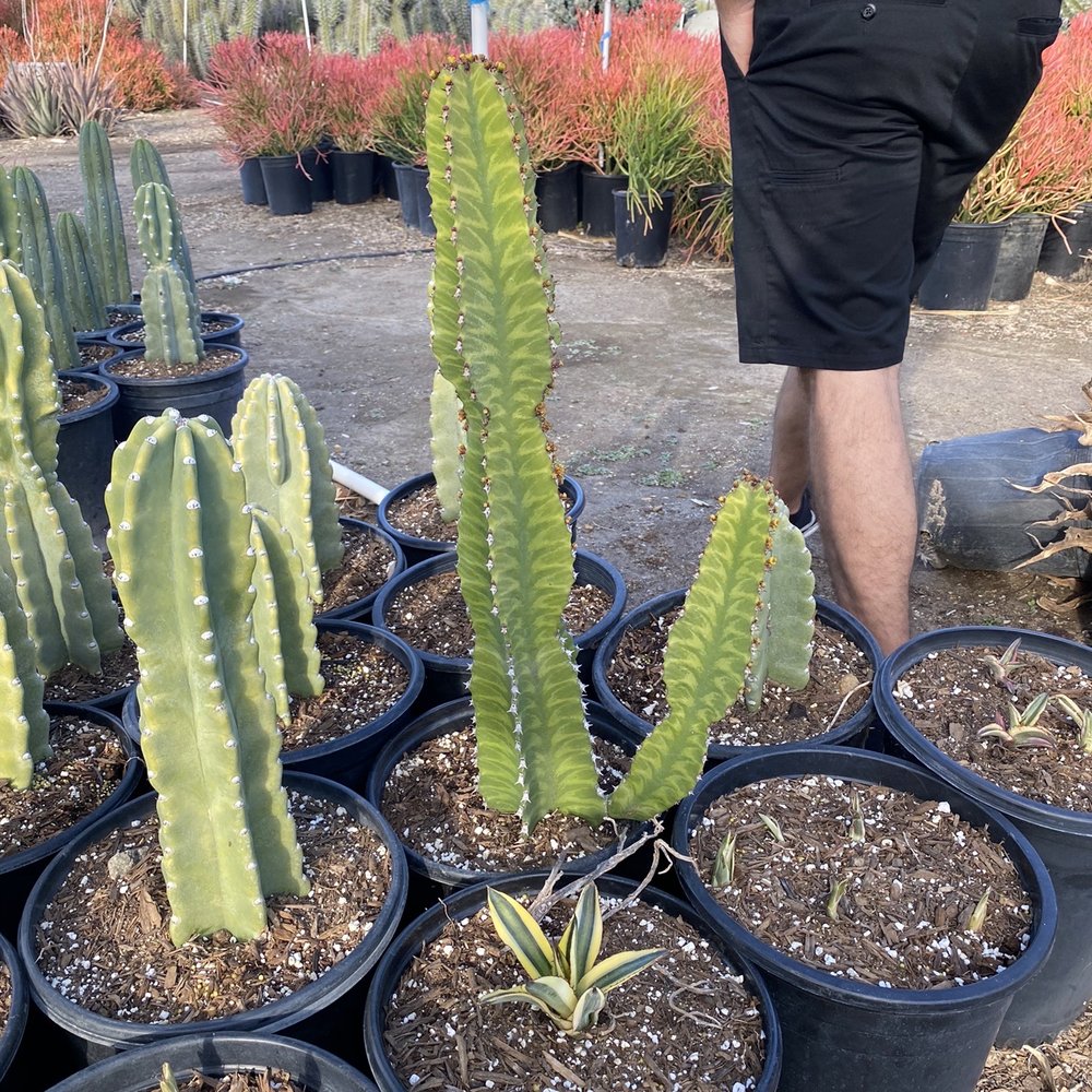 Sal’s Cactus Mart - Nurseries & Gardening Near Me - Fillmore, California Sal’s Cactus Mart - Nurseries & Gardening Near Me - Fillmore, California