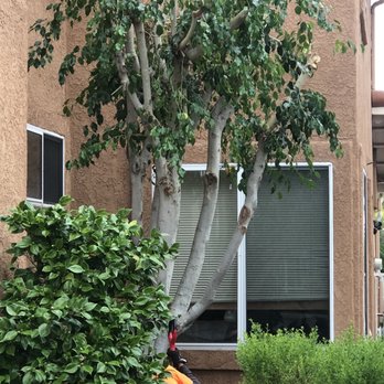 Three Brothers Tree Service - After shot again - Tree Services Near Me Three Brothers Tree Service - After shot again - Tree Services Near Me