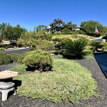 Sutton Tree Service - Nice job of cleaning up Japanese Black Pines - Tree Services Near Me - Vista, California