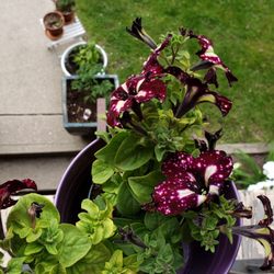 Satellite Garden Centre