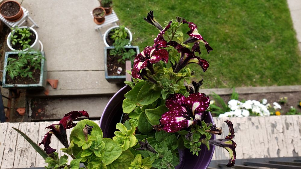 SATELLITE GARDEN CENTRE Updated October 2024 1167 Rymal Road E