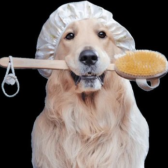 Bark Suds - Pet Groomers Near Me - Austin, Texas Bark Suds - Pet Groomers Near Me - Austin, Texas