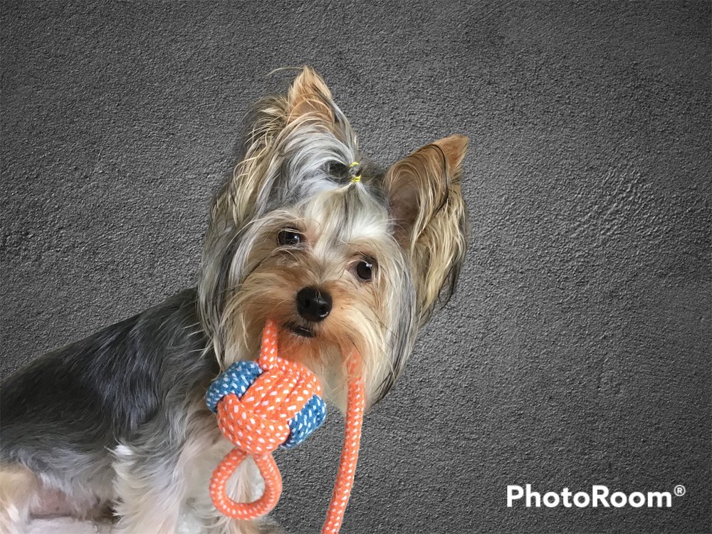 SUNI DAZE PET GROOMING Updated October 2024 10 Photos & 15 Reviews