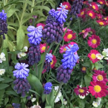 Garfield Park Conservatory - Parks Near Me - Chicago, Illinois