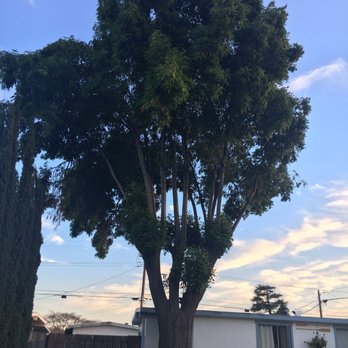 A & J Tree Service - Giant massive tree completely removed! Excellent service! - Tree Services Near Me - Pomona, California A & J Tree Service - Giant massive tree completely removed! Excellent service! - Tree Services Near Me - Pomona, California