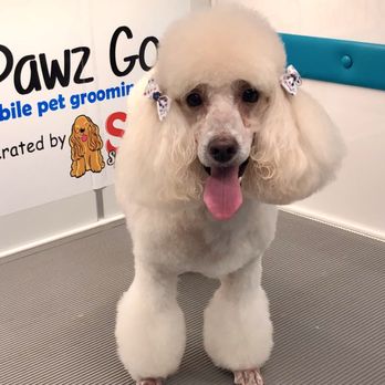 Star Spangled Pups - Pet Groomers Near Me
