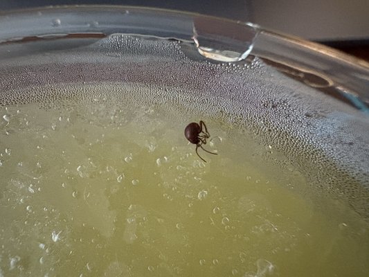 Mamoun's Falafel by null