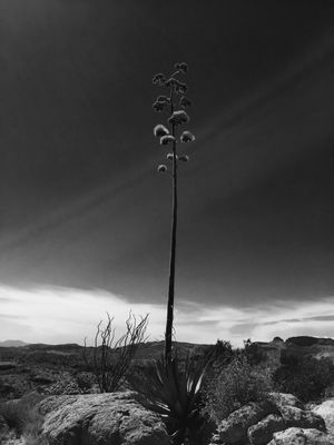 Apache Trail by null